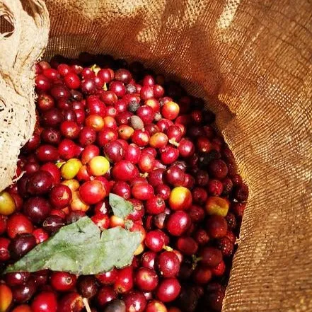 Finca La Cumbre Controlled Drying Natural - Huila