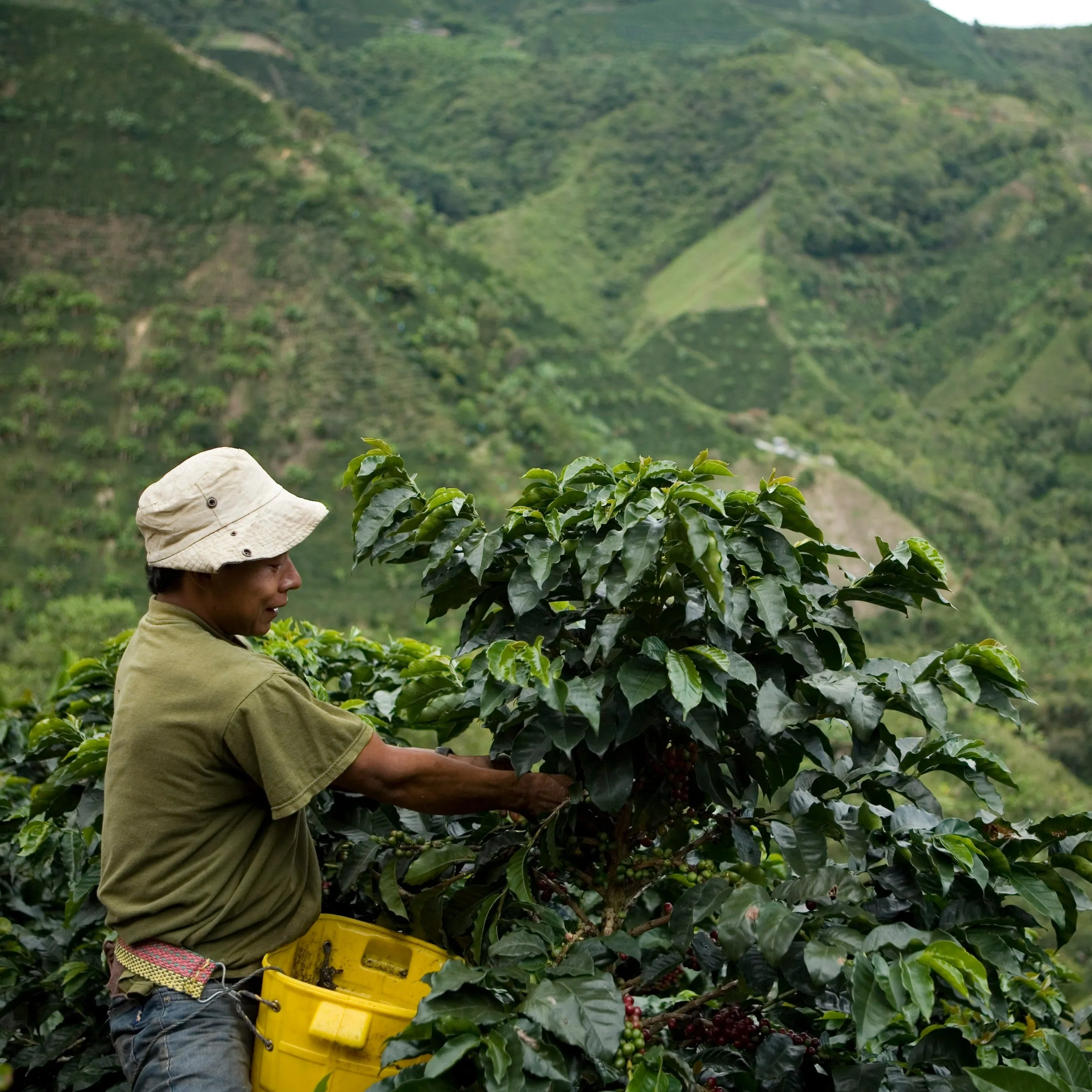 Finca San Gabriel Orange Tabi - Huila