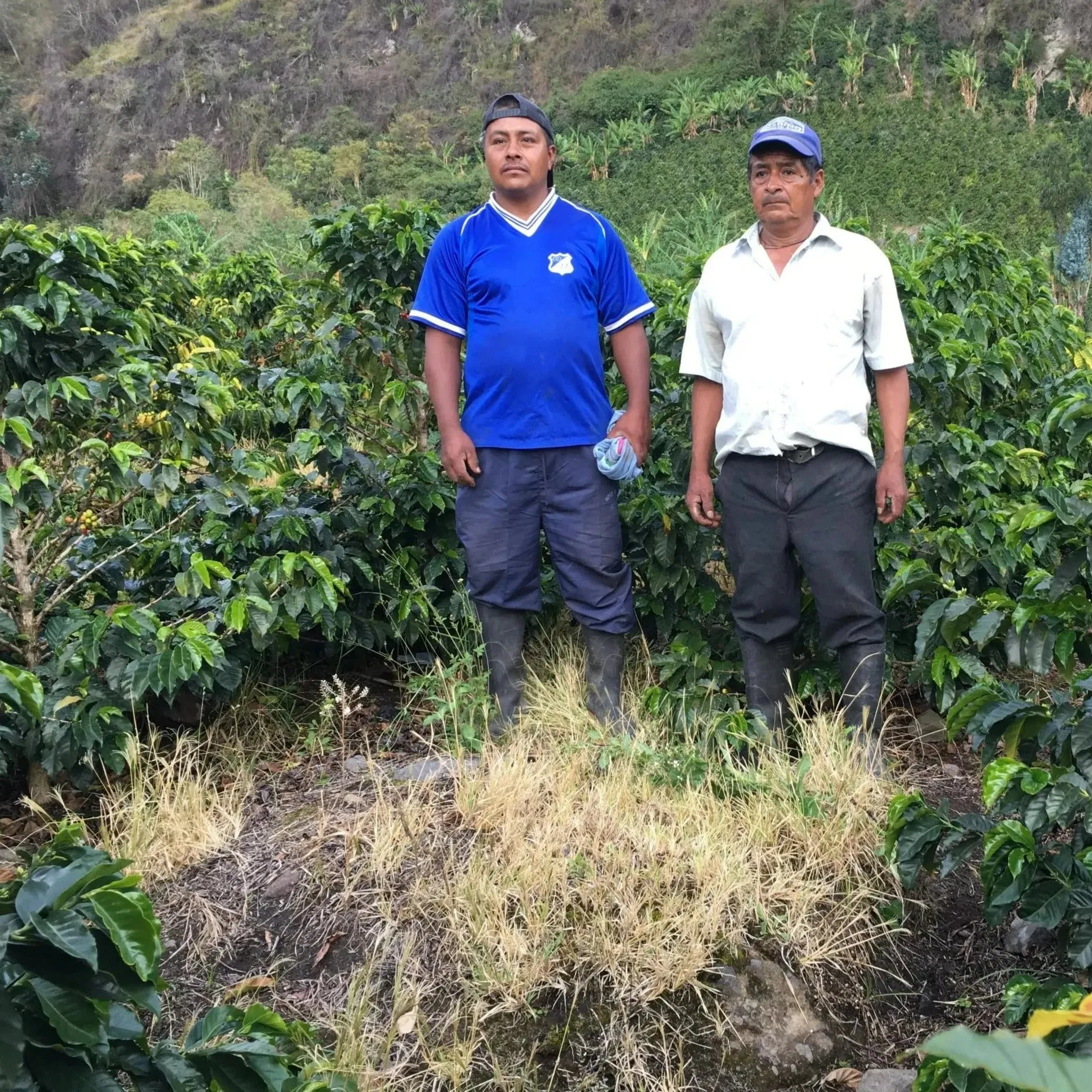 Finca San Gabriel Orange Tabi - Huila