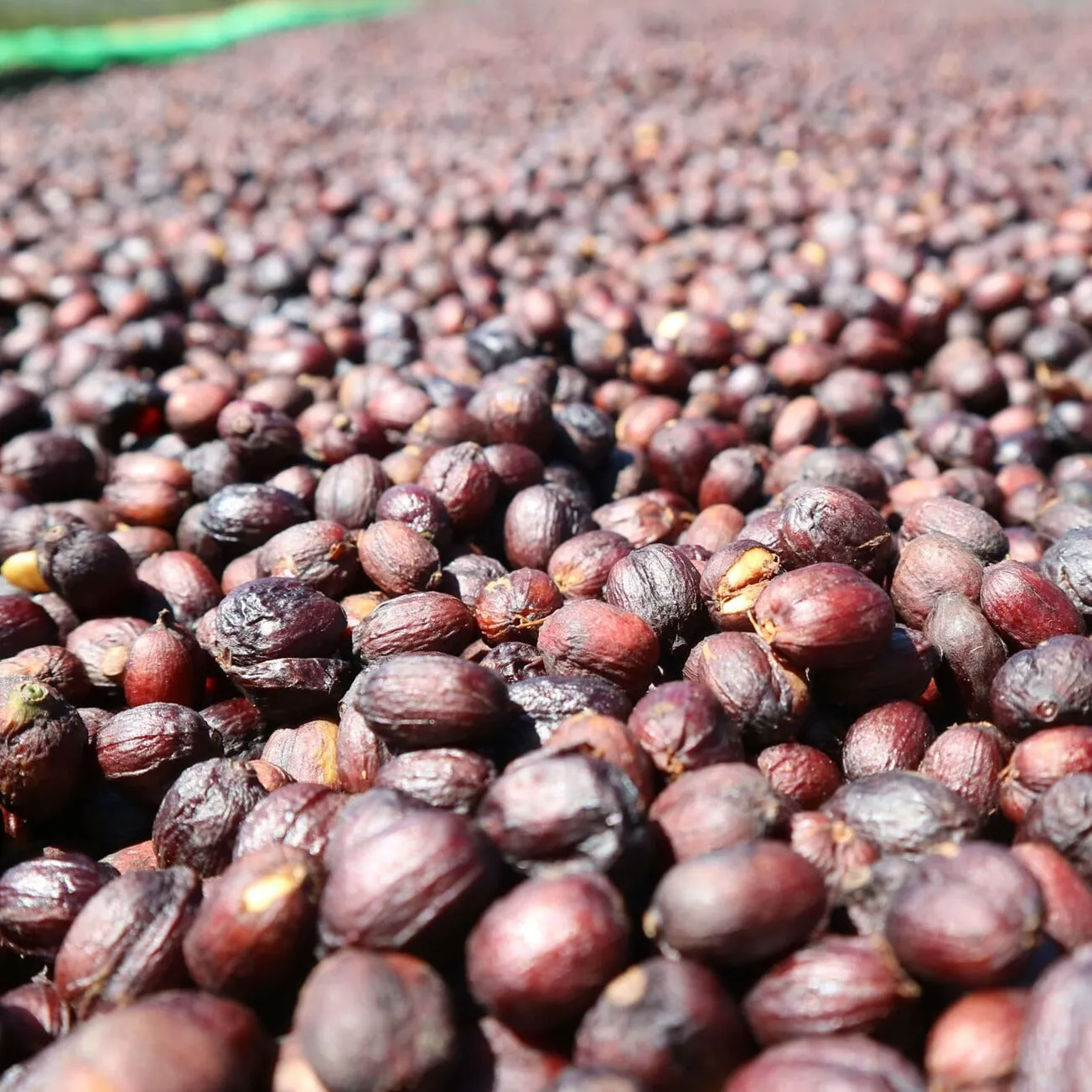 Goraa Smallholders Anaerobic Natural - Guji