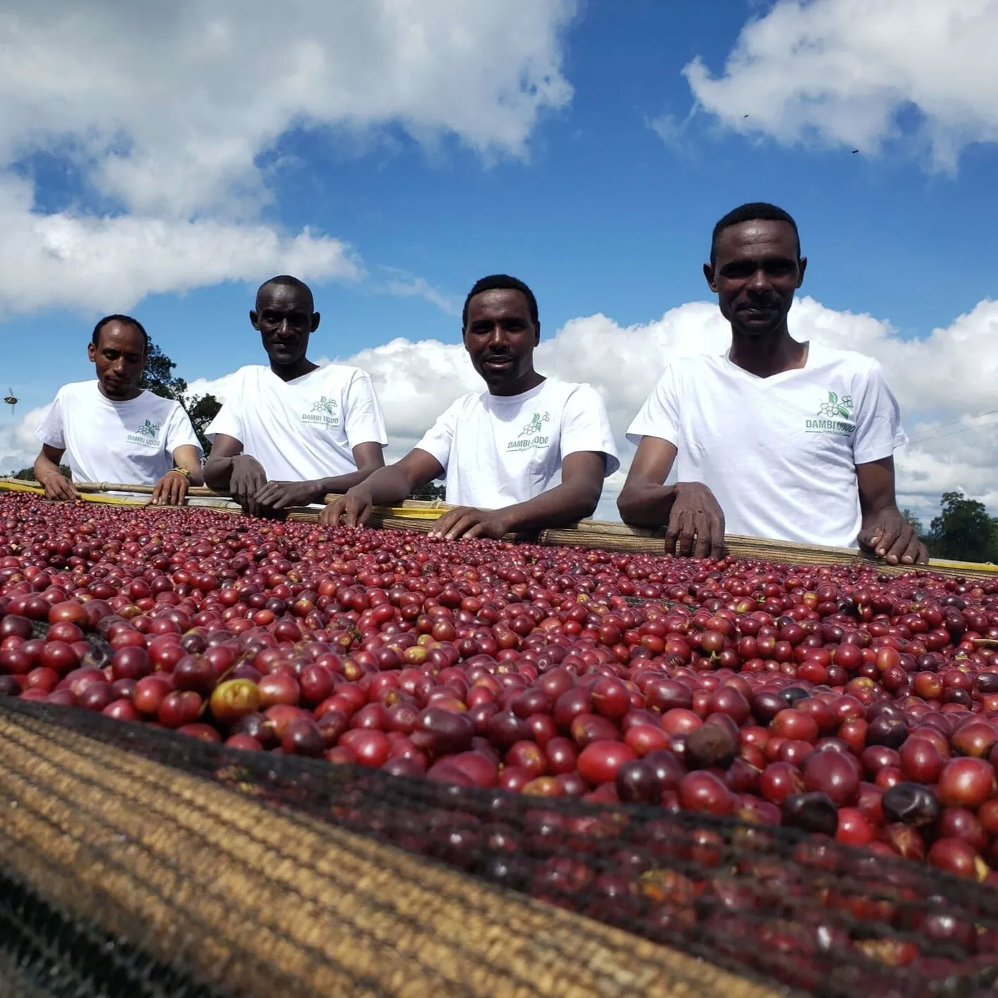 Goraa Smallholders Anaerobic Natural - Guji